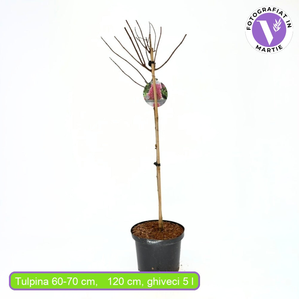 Hortensie paniculata Sundae Fraise – alb-roz – tip copac