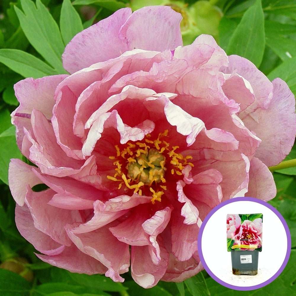 Bujor Hibrid Itoh Pink Double Dandy, cu flori roz-lavanda, inradacinat in ghiveci