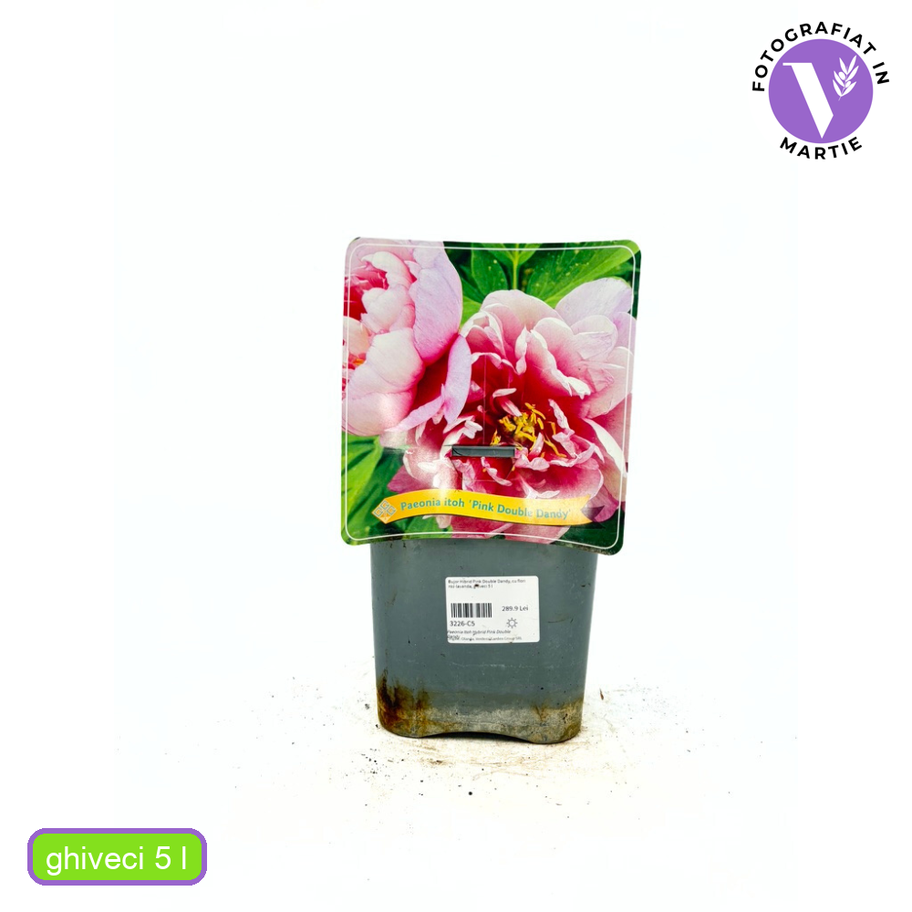 Bujor Hibrid Itoh Pink Double Dandy, cu flori roz-lavanda, inradacinat in ghiveci