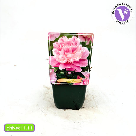 Bujor arbustiv nobil Sorbet, cu flori de nuante roz-crem si galben