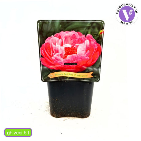 Bujor arbustiv nobil Coral Sunset, cu flori corai