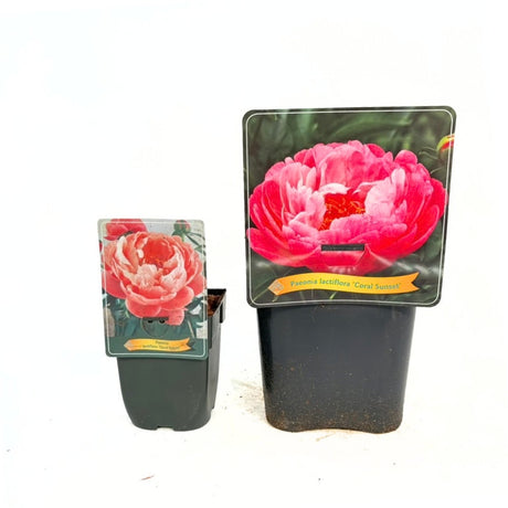 Bujor arbustiv nobil Coral Sunset, cu flori corai