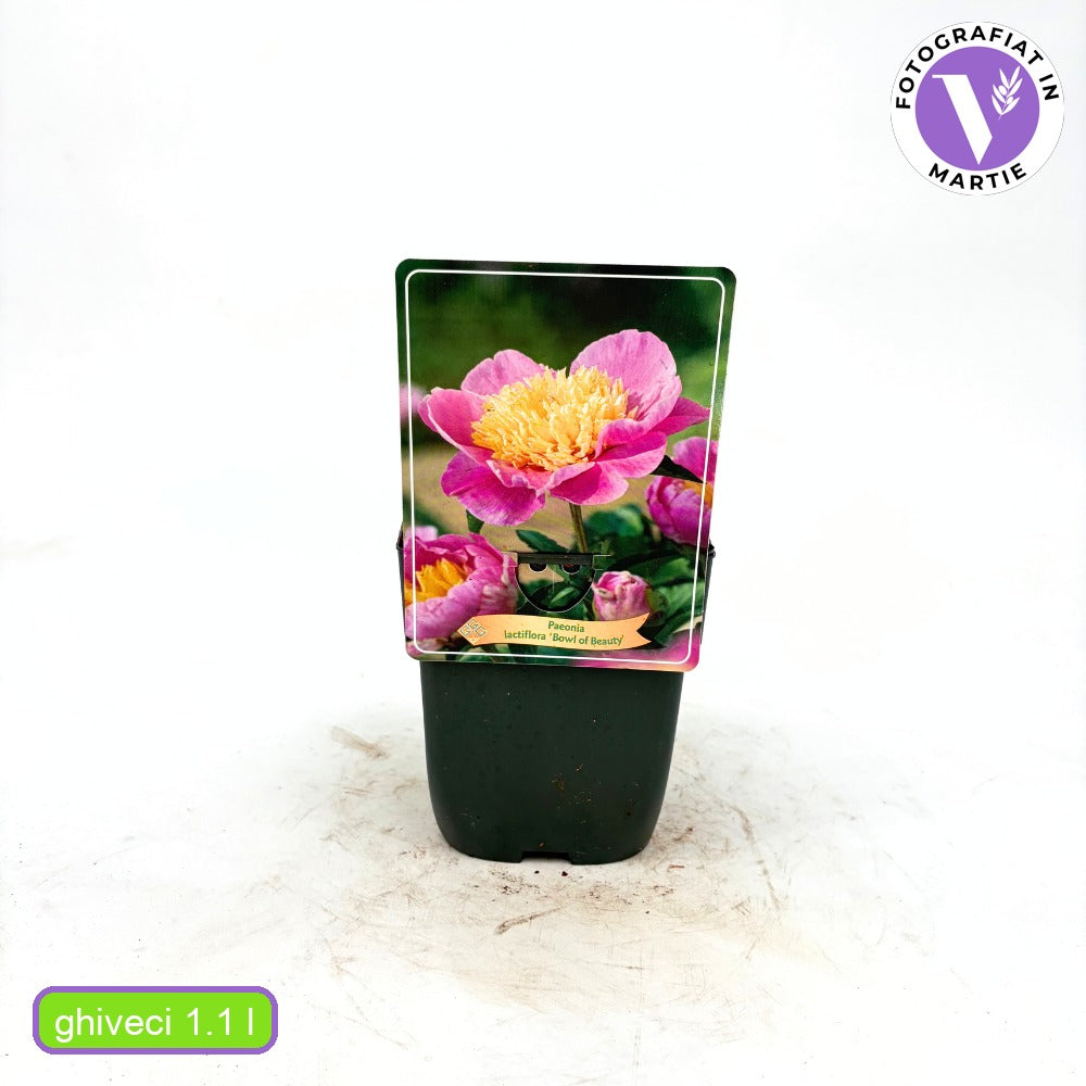Bujor nobil Bowl of Beauty, cu flori roz trandafiriu