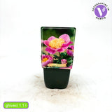 Bujor nobil Bowl of Beauty, cu flori roz trandafiriu