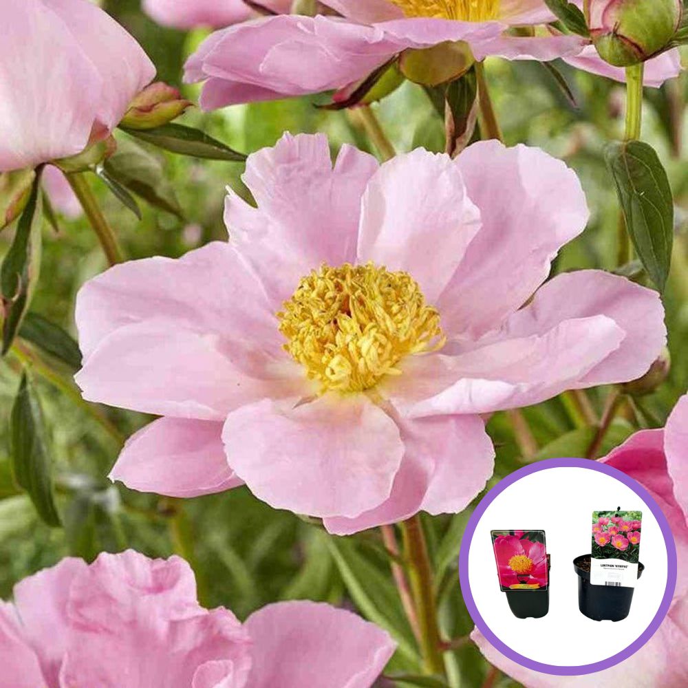 Bujor arbustiv Nymphe, cu flori roz-deschis