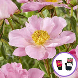 Bujor arbustiv Nymphe, cu flori roz-deschis