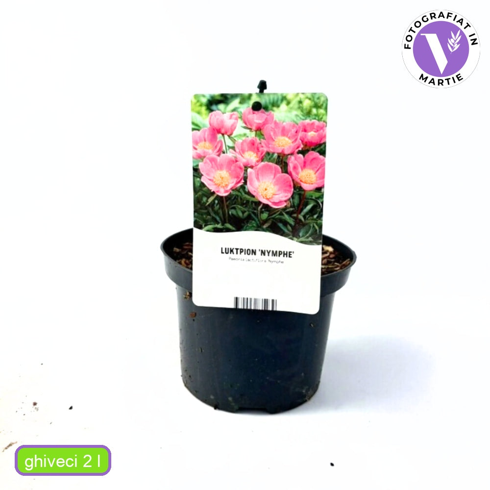 Bujor arbustiv Nymphe, cu flori roz-deschis