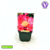 Bujor arbustiv Nymphe, cu flori roz-deschis