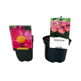 Bujor arbustiv Nymphe, cu flori roz-deschis