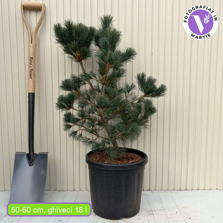 Pin alb japonez Negishi (Pinus parviflora), conifer pitic, ace albastre, pin bonsai rezistent