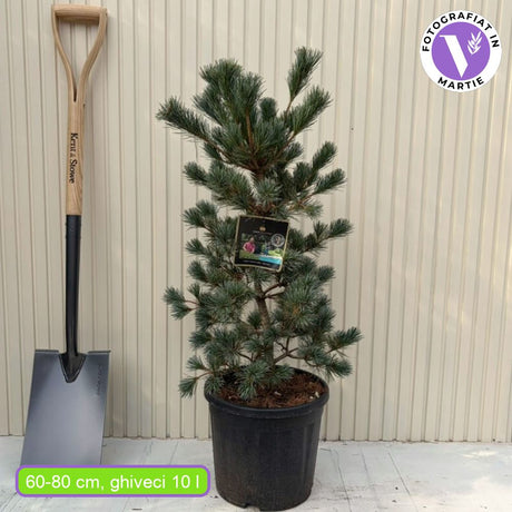 Pin alb japonez Negishi (Pinus parviflora), conifer pitic, ace albastre, pin bonsai rezistent