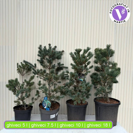 Pin alb japonez Negishi (Pinus parviflora), conifer pitic, ace albastre, pin bonsai rezistent