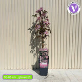 Clematis (Clematita) Fragrant Spring, planta cataratoare cu flori spectaculoase mari roz pal cu mijloc galbui, inflorire abundenta primavara