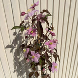 Clematis (Clematita) Fragrant Spring, planta cataratoare cu flori spectaculoase mari roz pal cu mijloc galbui, inflorire abundenta primavara