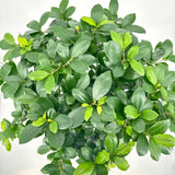 Ficus Bonsai Ginseng Forma Spirala, 90-95 cm, bonsai decorativ, planta de interior, purificator aer