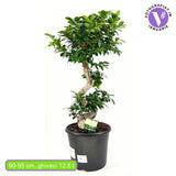 Ficus Bonsai Ginseng Forma Spirala, 90-95 cm, bonsai decorativ, planta de interior, purificator aer