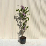 Liliac Nobil (Syringa) Katherine Havemeyer, cu flori duble liliachii-roz, parfum intens primavara, iubitor de soare