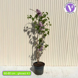 Liliac Nobil (Syringa) Katherine Havemeyer, cu flori duble liliachii-roz, parfum intens primavara, iubitor de soare