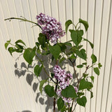 Liliac Nobil (Syringa) Katherine Havemeyer, cu flori duble liliachii-roz, parfum intens primavara, iubitor de soare