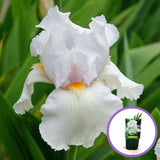 Iris Germanica (Stanjenel) Immortality, cu flori albe parfumate, crestere rapida, bulb plantat In ghiveci