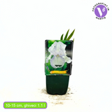 Iris Germanica (Stanjenel) Immortality, cu flori albe parfumate, crestere rapida, bulb plantat In ghiveci