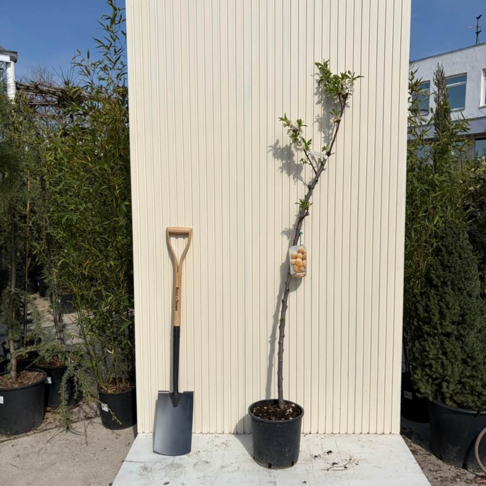 Copacel Migdal Genco (Prunus amygdalus), cu migdale dulci crocanti, an 2 pe rod