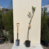 Copacel Migdal Genco (Prunus amygdalus), cu migdale dulci crocanti, an 2 pe rod