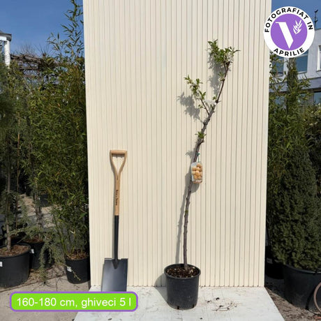 Copacel Migdal Genco (Prunus amygdalus), cu migdale dulci crocanti, an 2 pe rod
