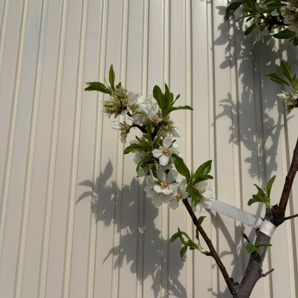 Copacel Migdal Genco (Prunus amygdalus), cu migdale dulci crocanti, an 2 pe rod