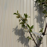 Copacel Migdal Genco (Prunus amygdalus), cu migdale dulci crocanti, an 2 pe rod