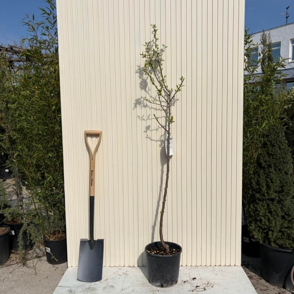 Copacel Migdal Santa Caterina (Prunus amygdalus), cu migdale dulci crocanti, an 2 pe rod