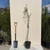 Copacel Migdal Santa Caterina (Prunus amygdalus), cu migdale dulci crocanti, an 2 pe rod