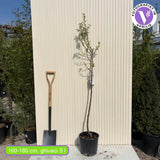 Copacel Migdal Santa Caterina (Prunus amygdalus), cu migdale dulci crocanti, an 2 pe rod