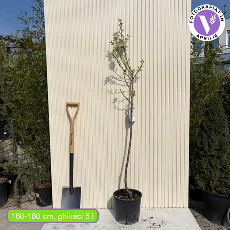 Copacel Migdal Santa Caterina (Prunus amygdalus), cu migdale dulci crocanti, an 2 pe rod