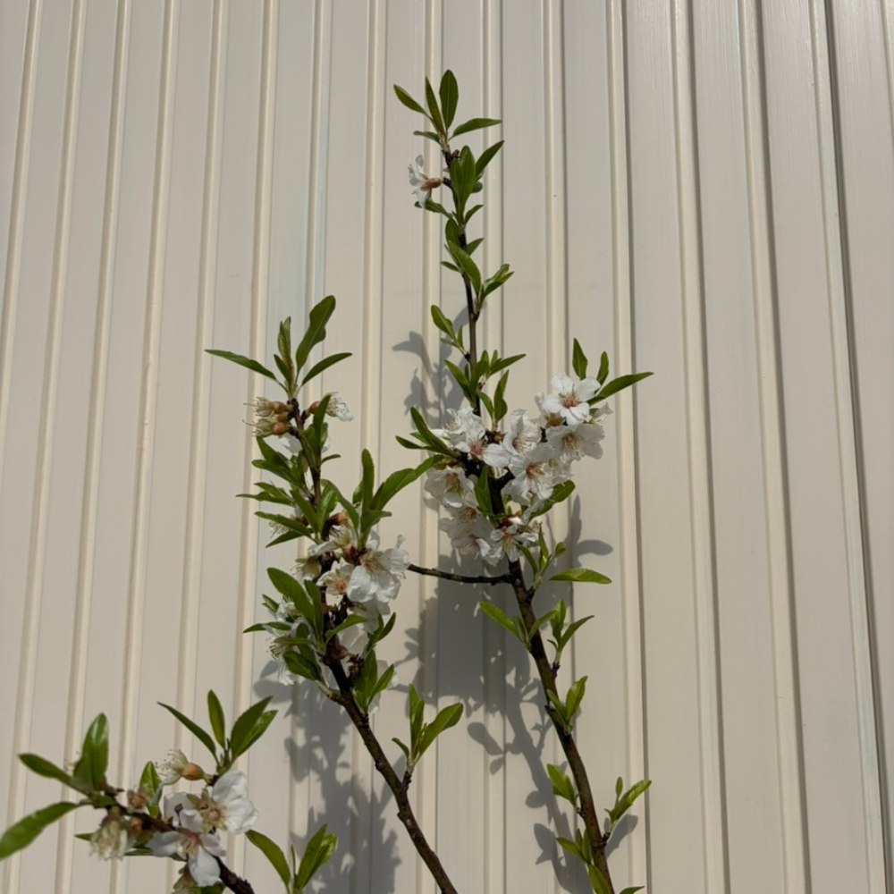 Copacel Migdal Santa Caterina (Prunus amygdalus), cu migdale dulci crocanti, an 2 pe rod