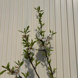 Copacel Migdal Santa Caterina (Prunus amygdalus), cu migdale dulci crocanti, an 2 pe rod