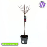 Hortensie macrophylla Living Pinky Promise – roz – tip copac