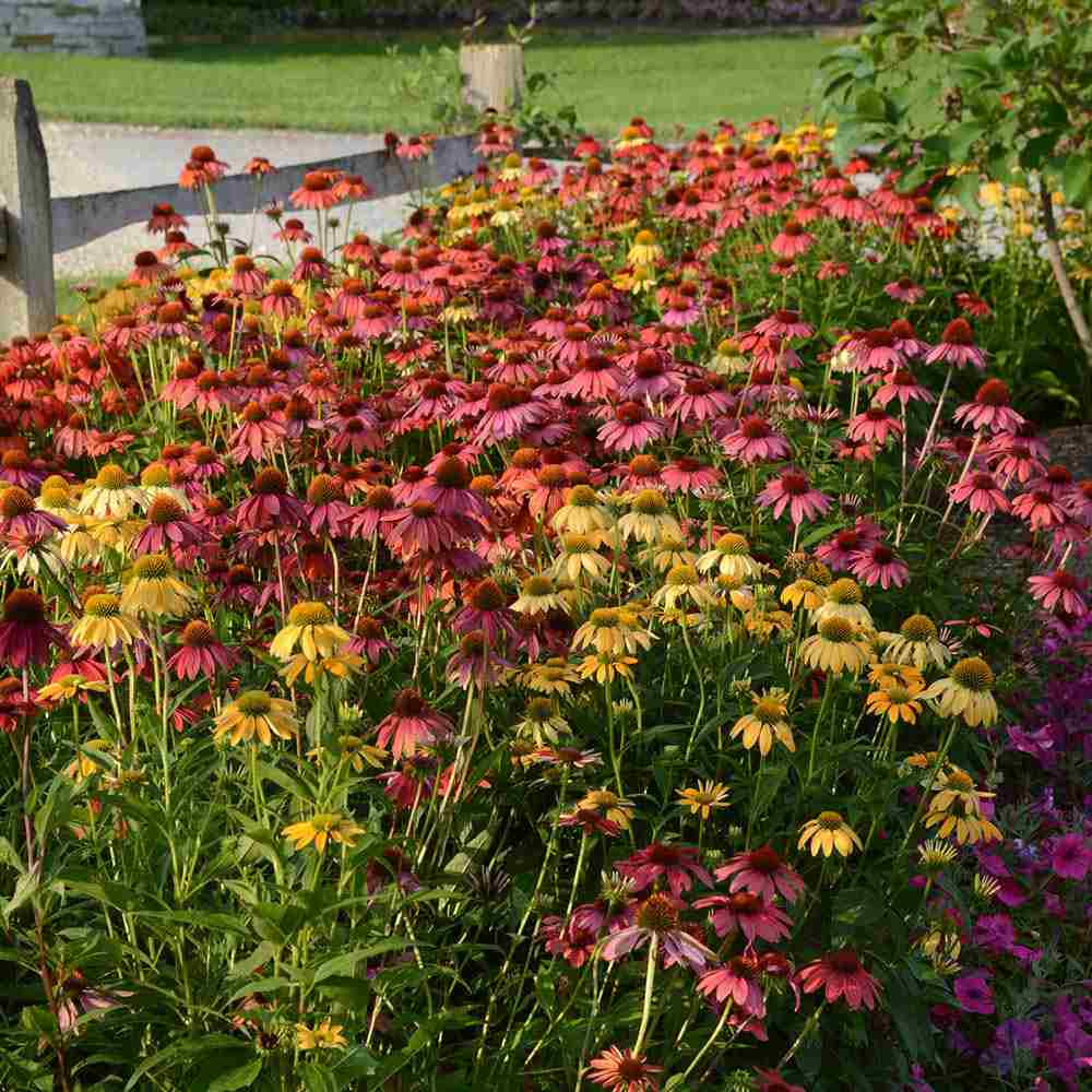 Echinacea Cheyenne spirit, flori spectaculoase in nuante intense si multicolora, rezistenta si melifera