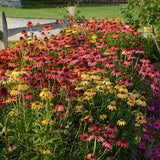 Echinacea Cheyenne spirit, flori spectaculoase in nuante intense si multicolora, rezistenta si melifera