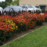Echinacea Cheyenne spirit, flori spectaculoase in nuante intense si multicolora, rezistenta si melifera