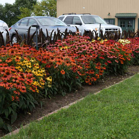 Echinacea Cheyenne spirit, flori spectaculoase in nuante intense si multicolora, rezistenta si melifera