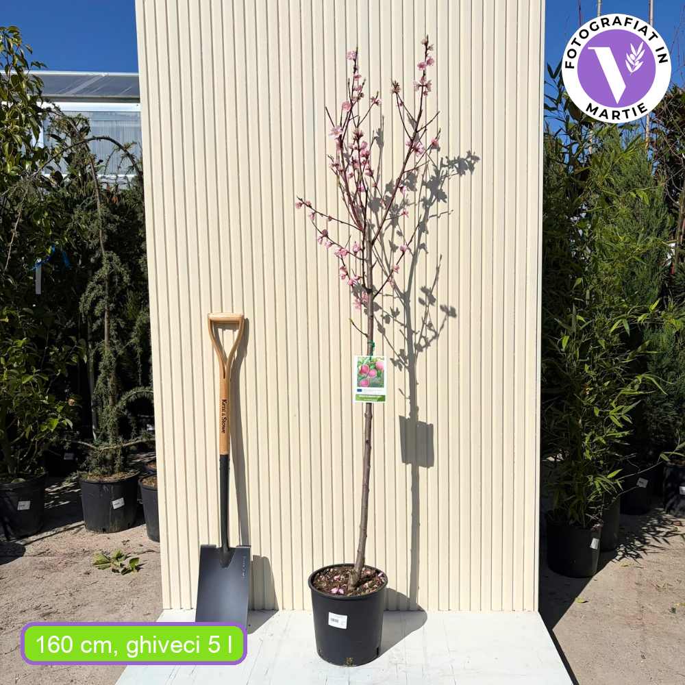 Piersic (Prunus Persica) Elegant Lady, cu fructe roz-galbene, an 2 pe rod