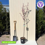 Piersic (Prunus Persica) Elegant Lady, cu fructe roz-galbene, an 2 pe rod
