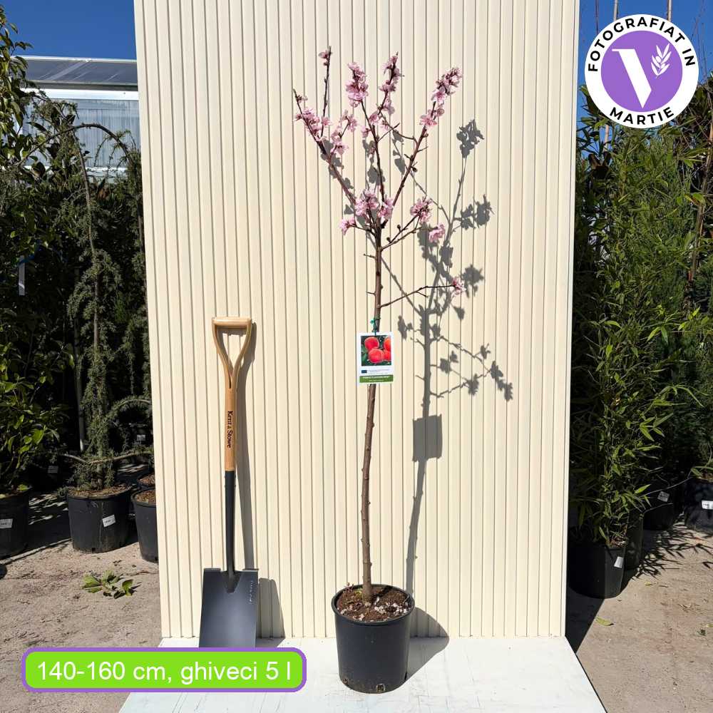 Piersic (Prunus Persica) Flavorcrest, cu fructe roz-rosii, an 2 pe rod