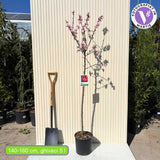 Piersic (Prunus Persica) Flavorcrest, cu fructe roz-rosii, an 2 pe rod