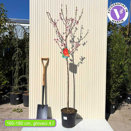 Nectarin (Prunus Persica) Noce Indipendence cu fructe rosii-galbene, an 2 pe rod