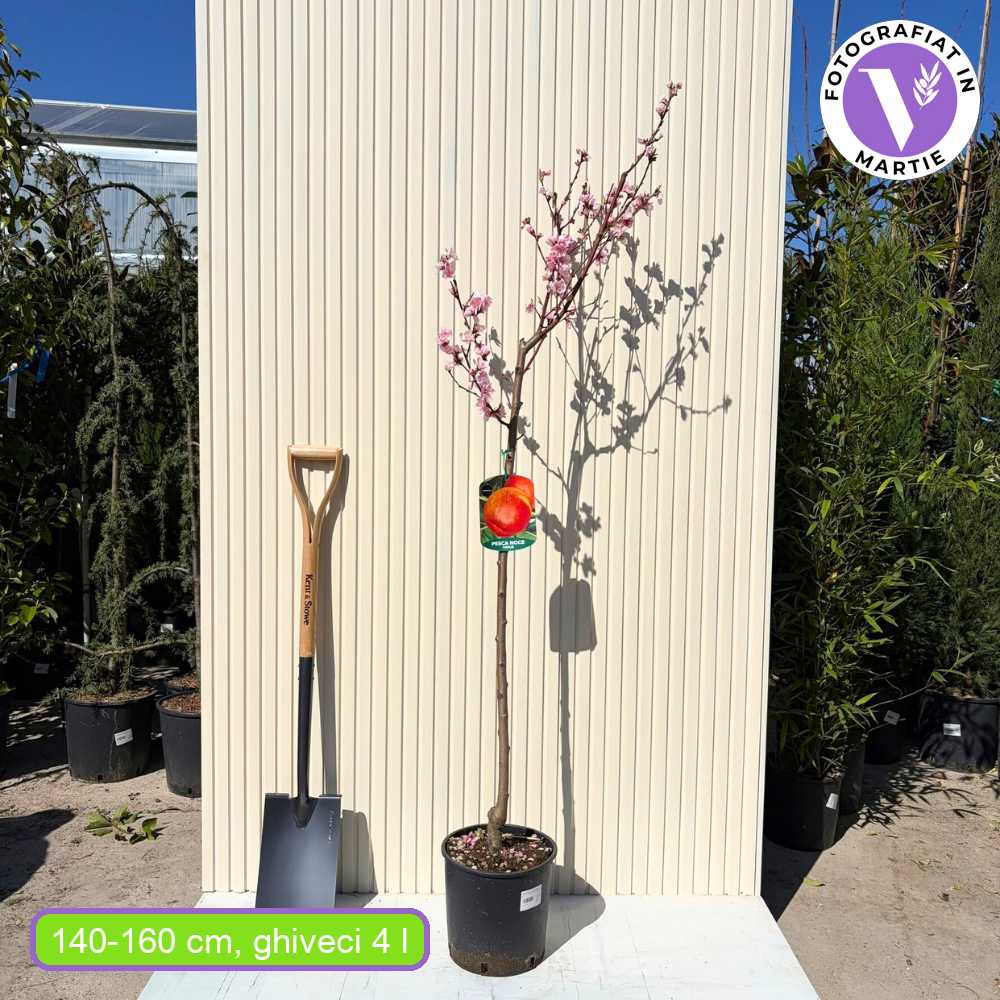 Nectarin (Prunus Persica) Noce Venus cu fructe rosii-galbene, an 2 pe rod