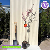 Nectarin (Prunus Persica) Noce Venus cu fructe rosii-galbene, an 2 pe rod