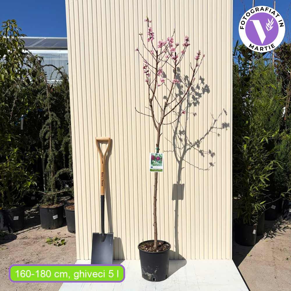 Piersic (Prunus Persica) Royal Glory cu fructe burgundii-rosii, an 2 pe rod