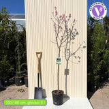 Piersic (Prunus Persica) Royal Glory cu fructe burgundii-rosii, an 2 pe rod